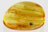 Detailed Fossil Parasitoid Wasp (Cheloninae) In Baltic Amber #352712-1